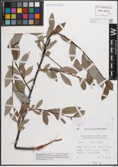 Foto von Salix daphnoides Vill.